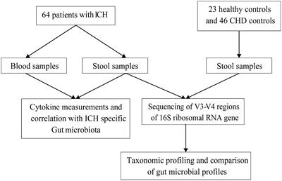 Gut microbiota composition reflects disease progression, severity and outcome, and dysfunctional immune responses in patients with hypertensive intracerebral hemorrhage